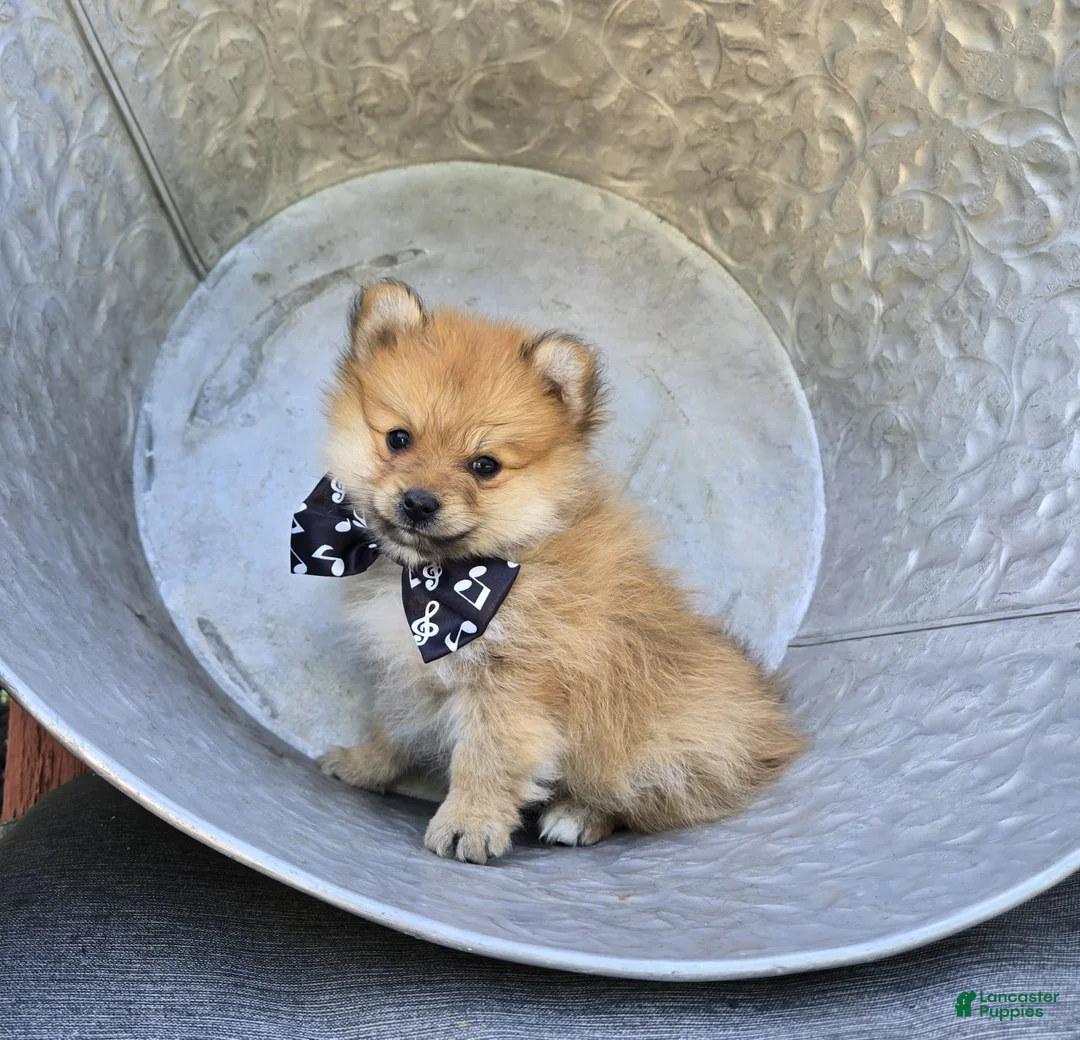 Pomeranian dogs for sale: Sparky - Ad 1