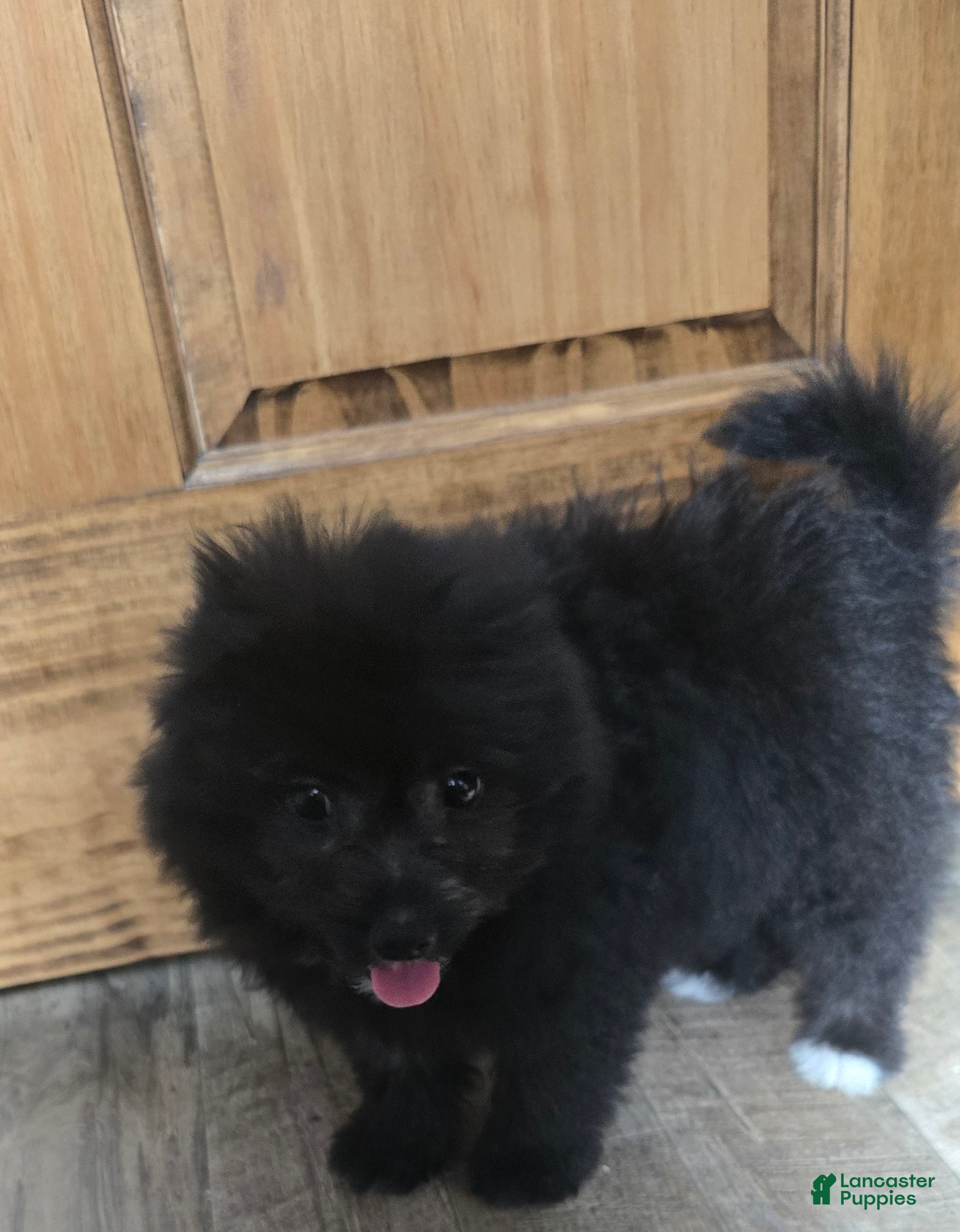 Pomapoo dogs Pomapoo Puppy 1 - Ad 2