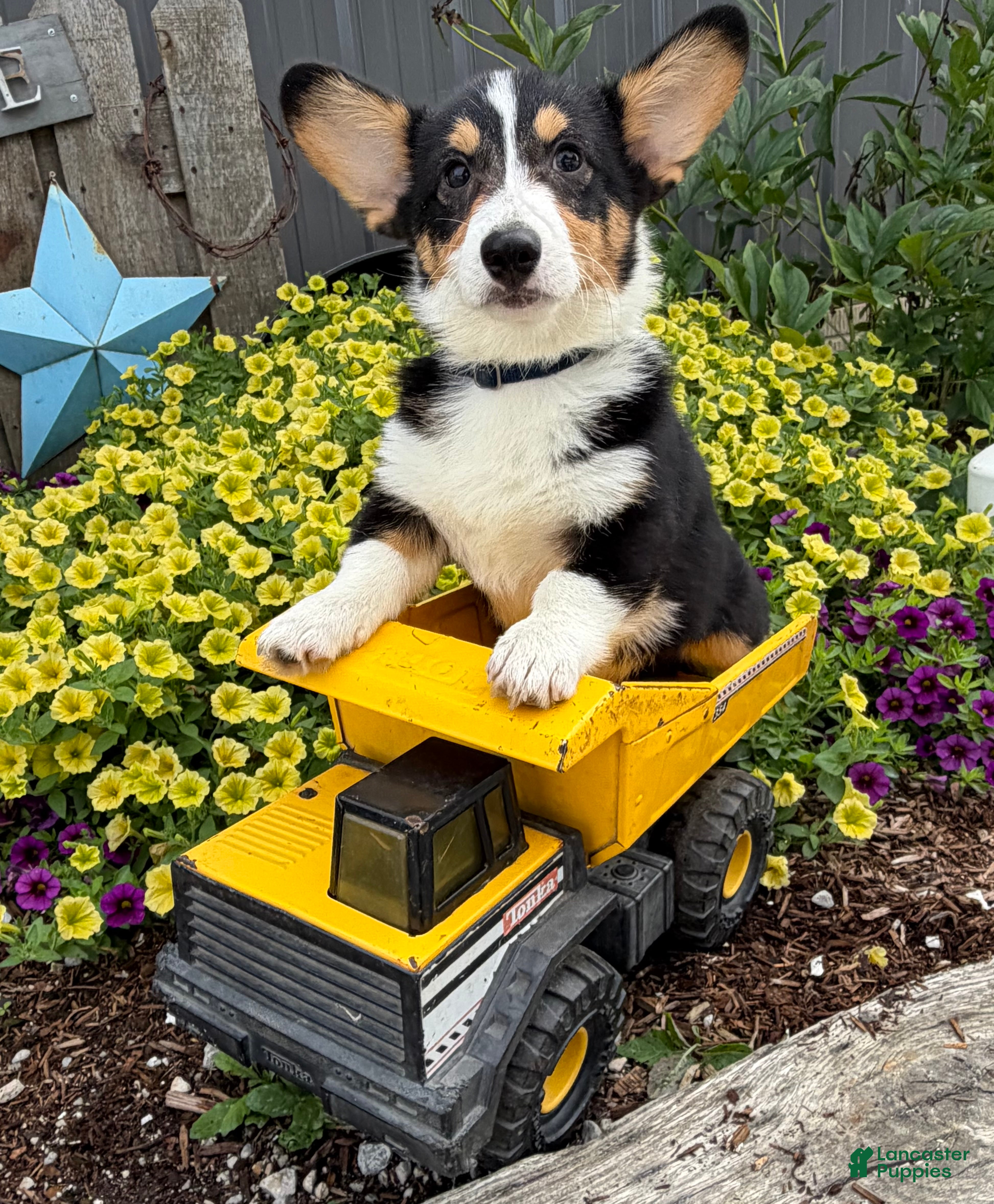 Welsh Corgi Pembroke dogs Gunner - Ad 1