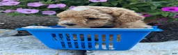 Miniature Poodle dogs for sale: Rose - Ad 4