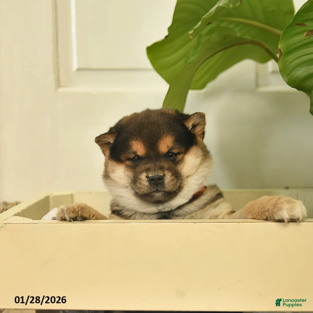 Shiba Inu dogs for sale: Cupcake  - Ad 3