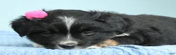 Miniature Australian Shepherd dogs for sale: Willow 🪻 - Ad 2