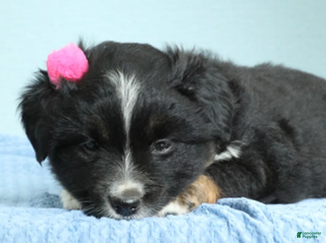 Miniature Australian Shepherd dogs for sale: Willow 🪻 - Ad 2
