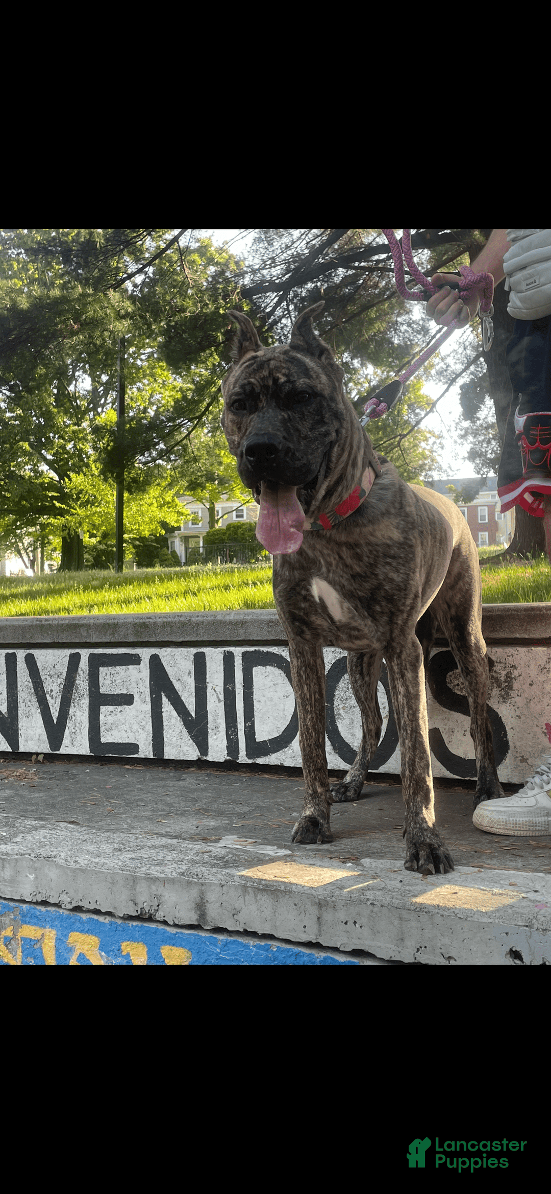 Gallery Image {{count}}