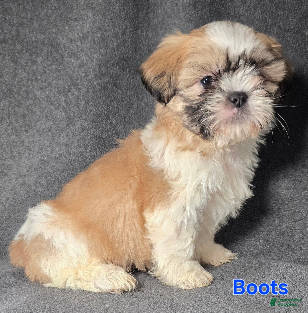 Shih Tzu dogs for sale: Boots - Ad 6
