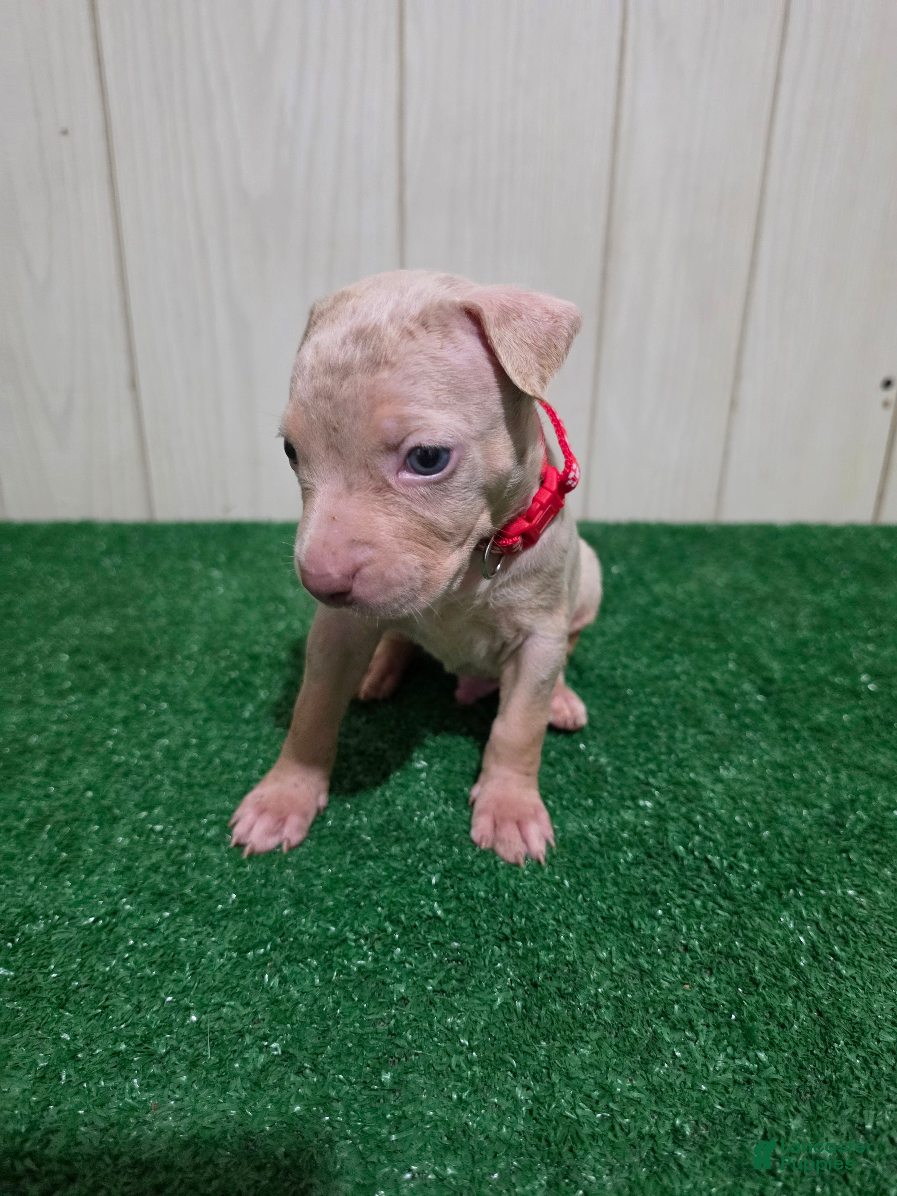 American Bully dogs for sale: American Bully XL Puppy 2 (Red Collar) - Ad 1