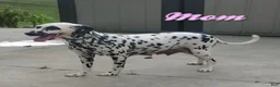 Dalmatian dogs for sale: Stella - Ad 8