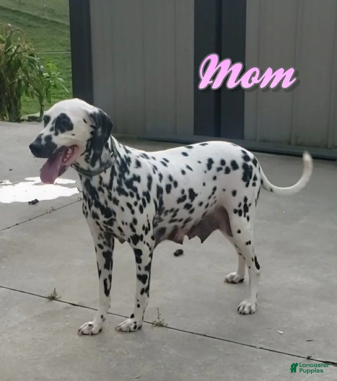 Dalmatian dogs for sale: Stella - Ad 8