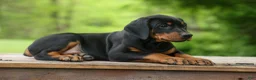 Doberman Pinscher dogs for sale:  Dax (Black Rust)🐶 - Ad 19