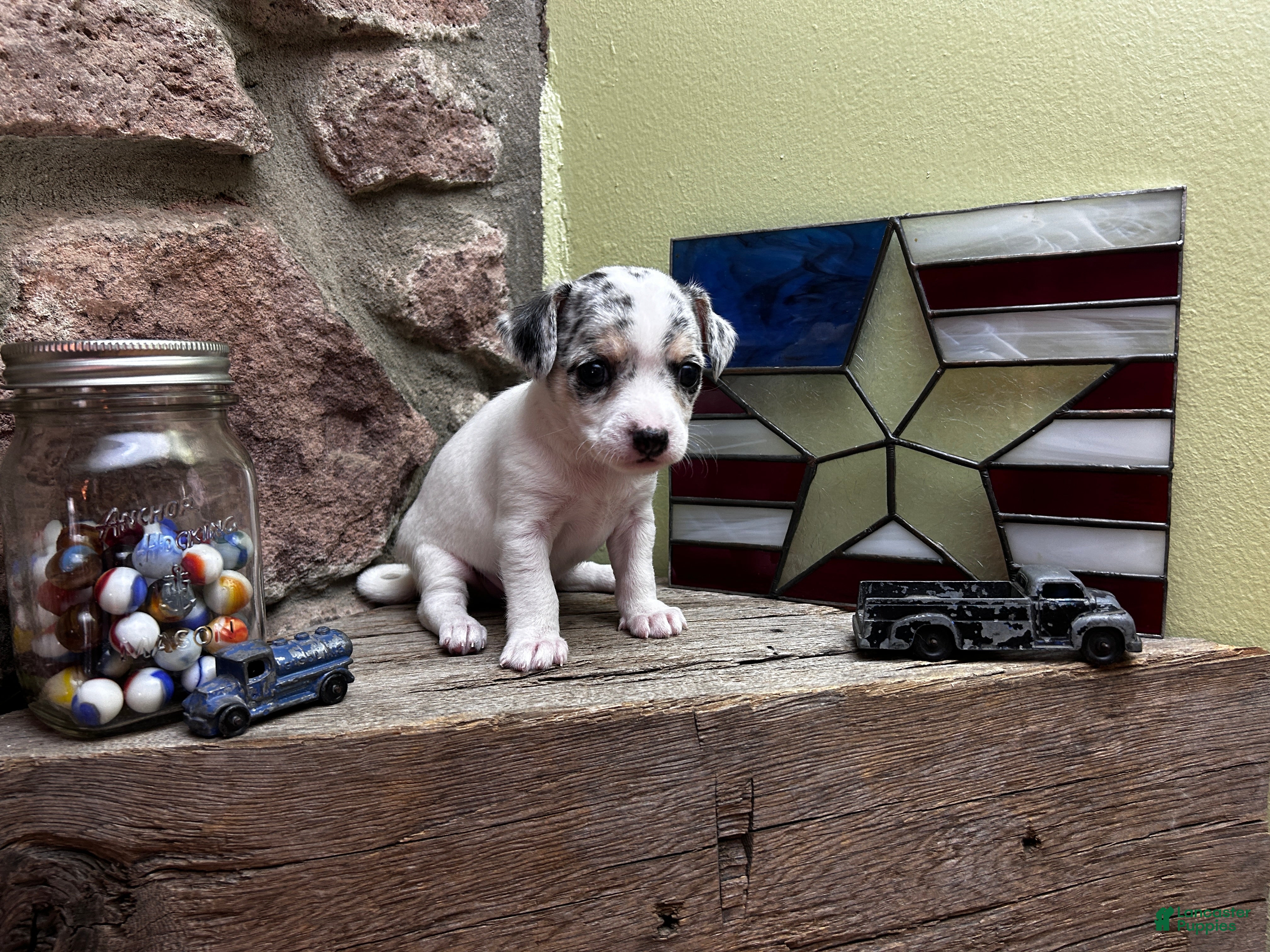 Chihuahua dogs 🐾Bart~Merle Chihuahua - Ad 1