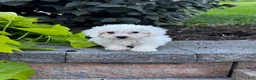 Bichon Frise dogs for sale: Beau  - Ad 4