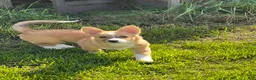 Mixed Breed dogs for sale: Spud - Ad 2