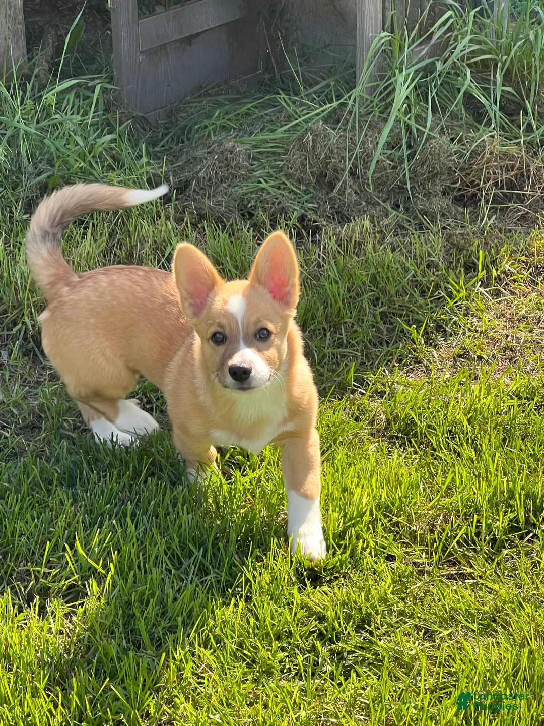 Mixed Breed dogs for sale: Spud - Ad 2