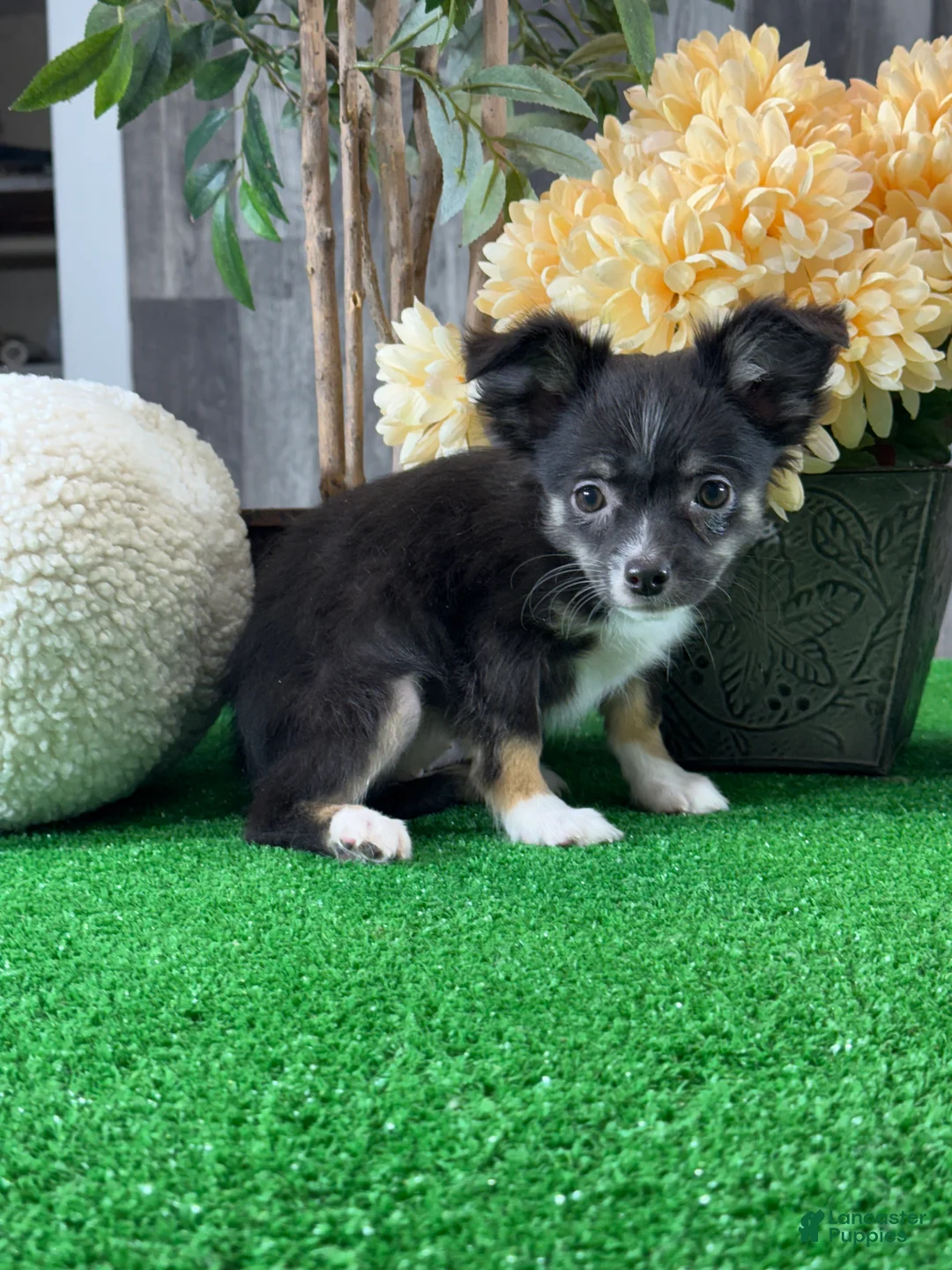 Chihuahua dogs for sale: Fifi - Ad 3