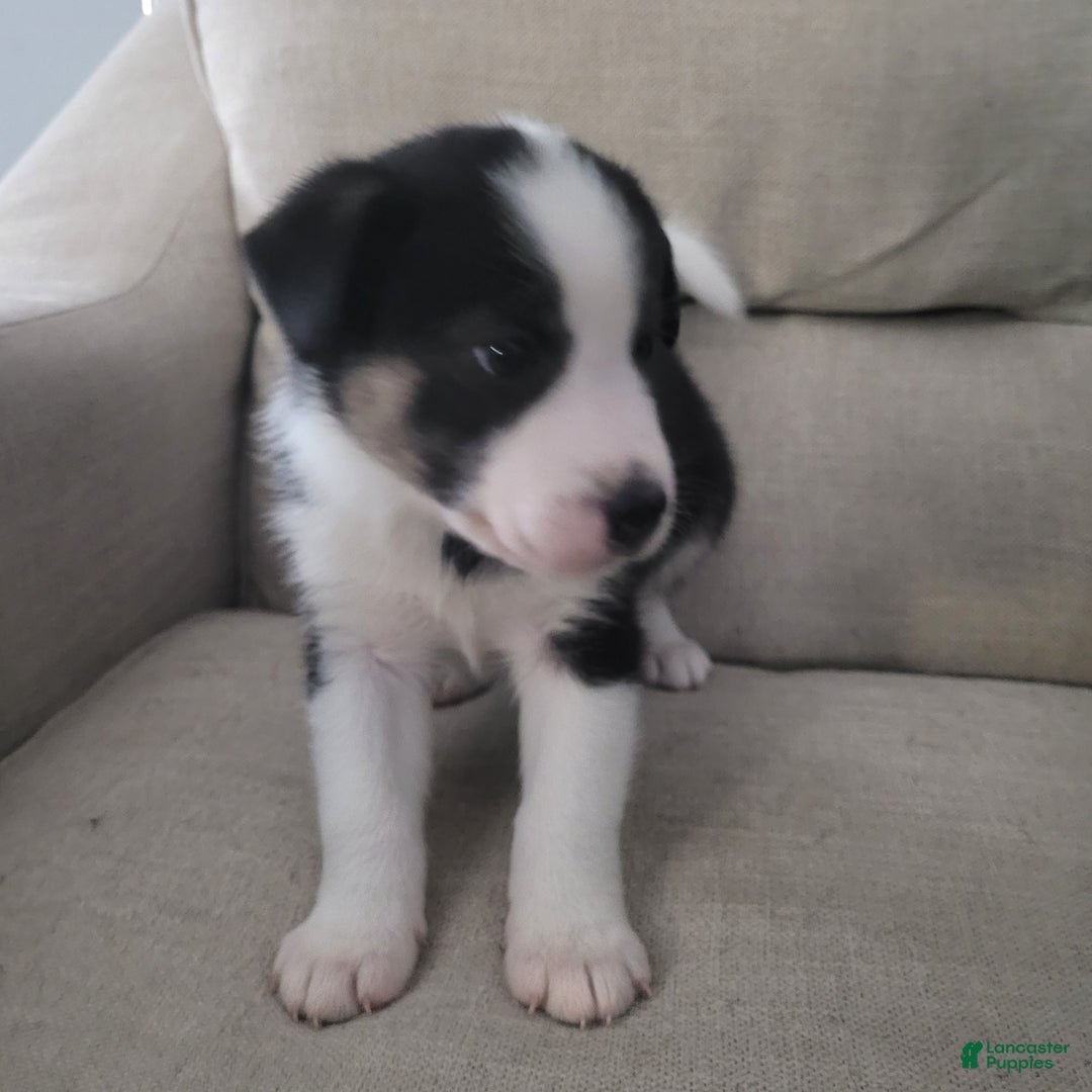Mixed Breed dogs for sale: George - Ad 4
