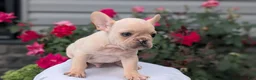 French Bulldog dogs for sale: Xavier - Ad 4