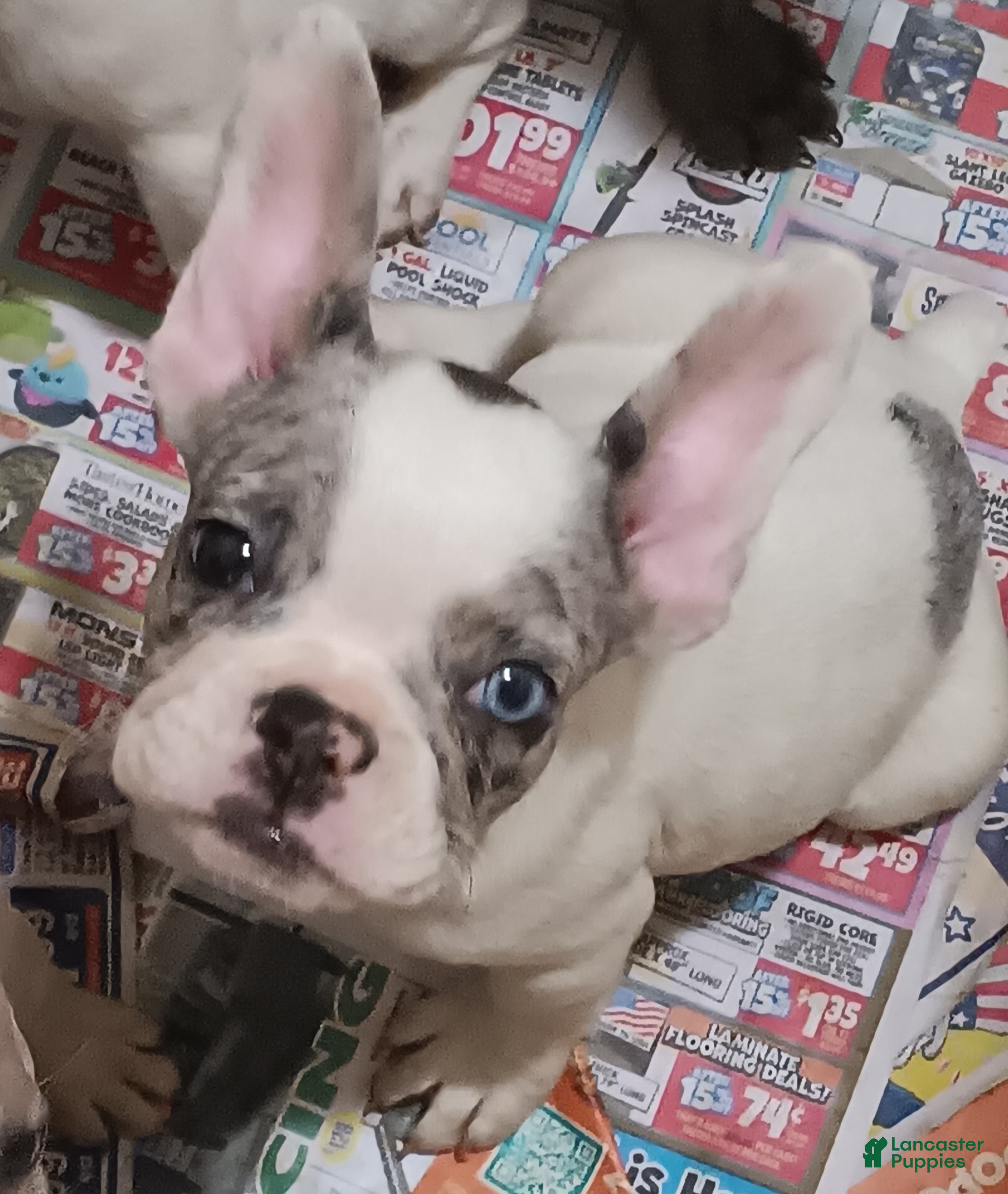 French Bulldog dogs Piglet  - Ad 2
