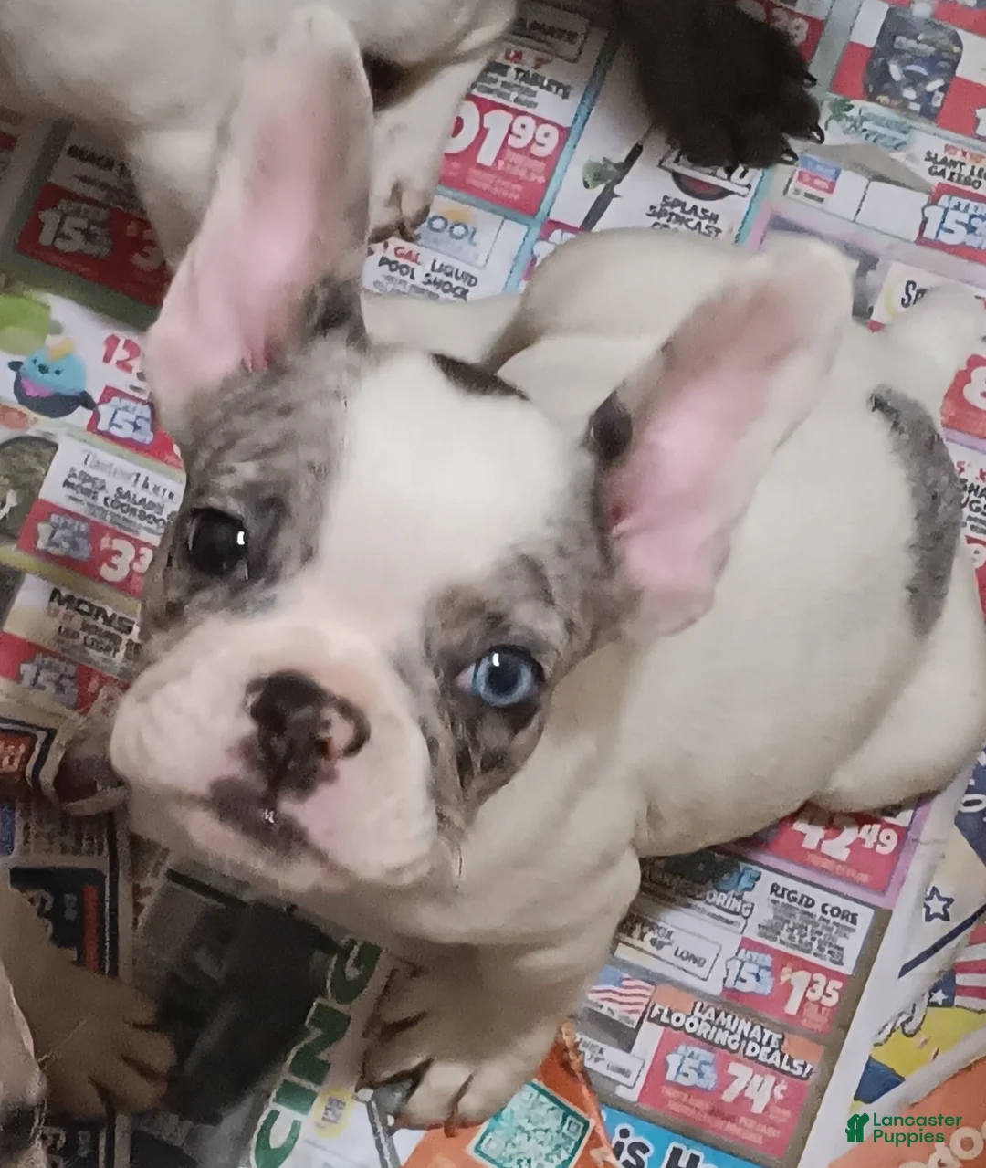French Bulldog dogs for sale: Piglet  - Ad 2