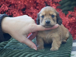 Miniature Dachshund dogs Arland - Ad 10