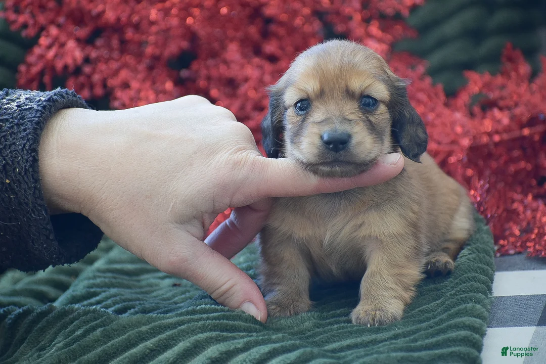 Miniature Dachshund dogs for sale: Arland - Ad 2