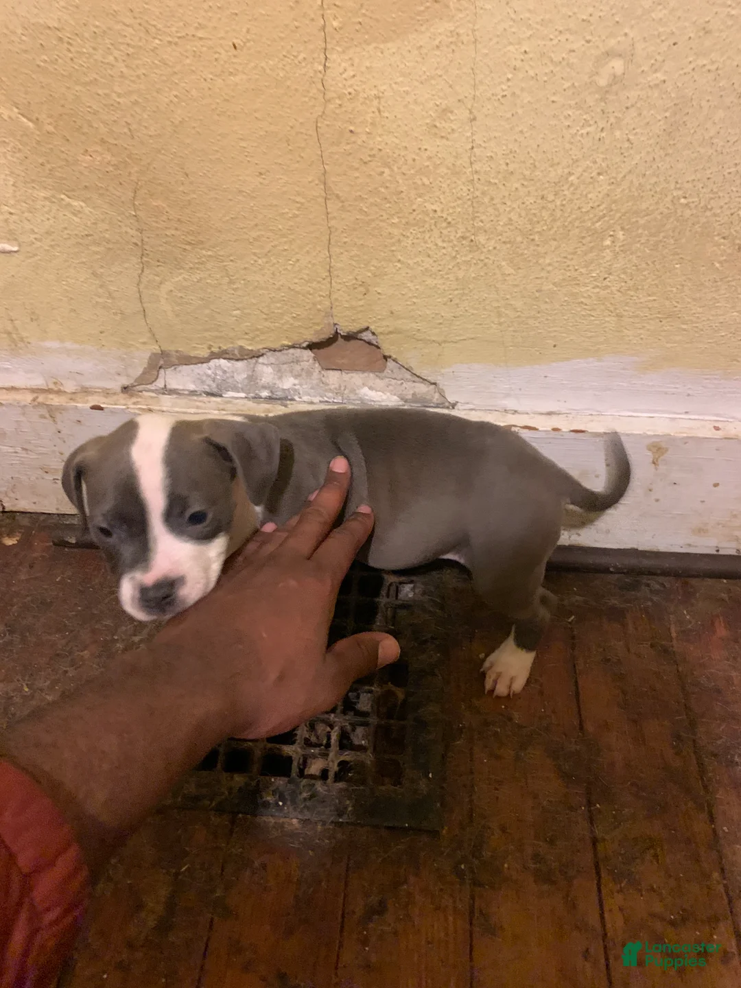 American Bully dogs for sale: American Bully Puppy 8 - Ad 1