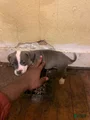 American Bully Puppy 8