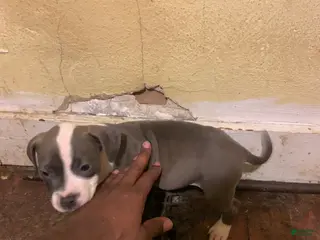 American Bully dogs American Bully Puppy 8 - Ad 40