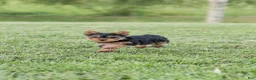 Yorkshire Terrier dogs for sale: Jackson - Ad 5