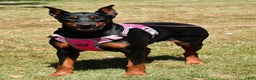 Doberman Pinscher dogs for sale: Doberman Pinscher Puppy 1 - Ad 6