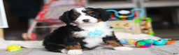 Mini Bernedoodle dogs for sale: Chase - Ad 2