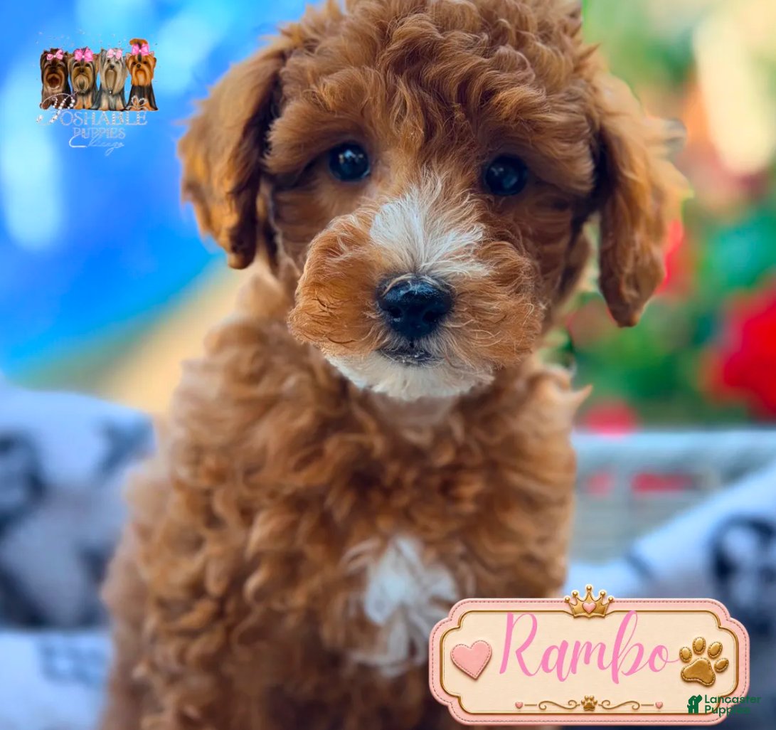 Mini Goldendoodle dogs Rambo - Ad 13