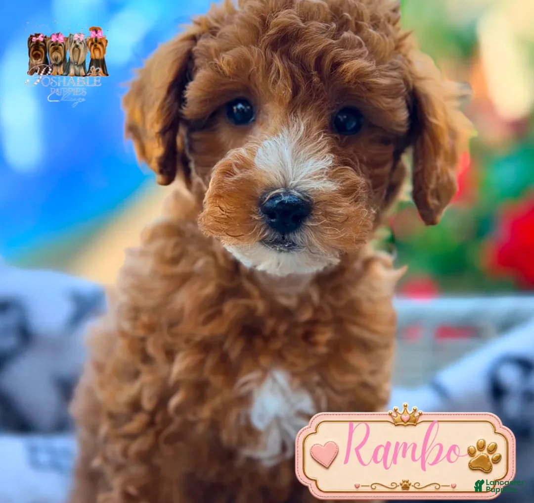 Mini Goldendoodle dogs for sale: Rambo - Ad 1