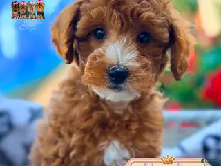 Mini Goldendoodle dogs Rambo - Ad 13