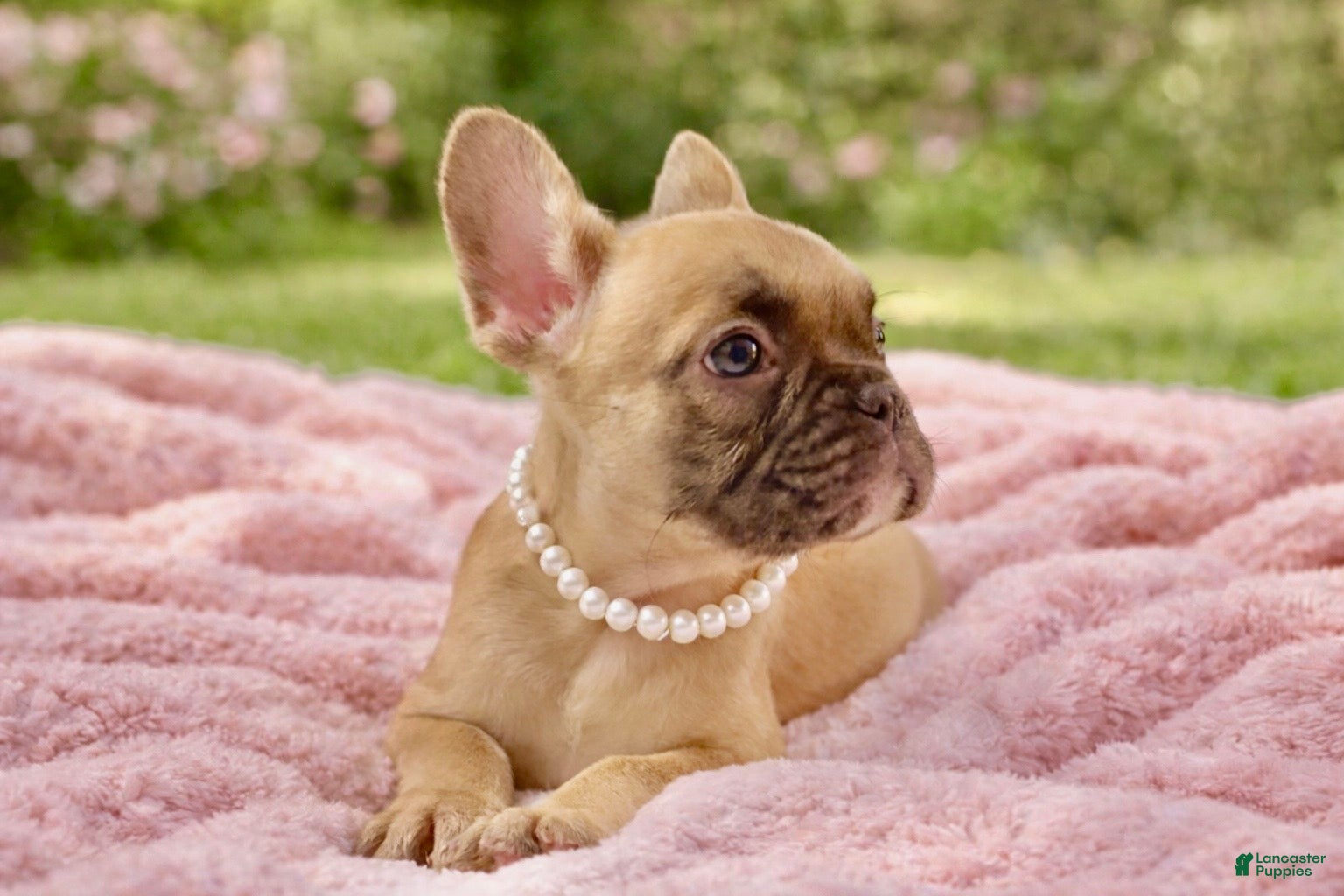 French Bulldog dogs French Bulldog 4 - Ad 41