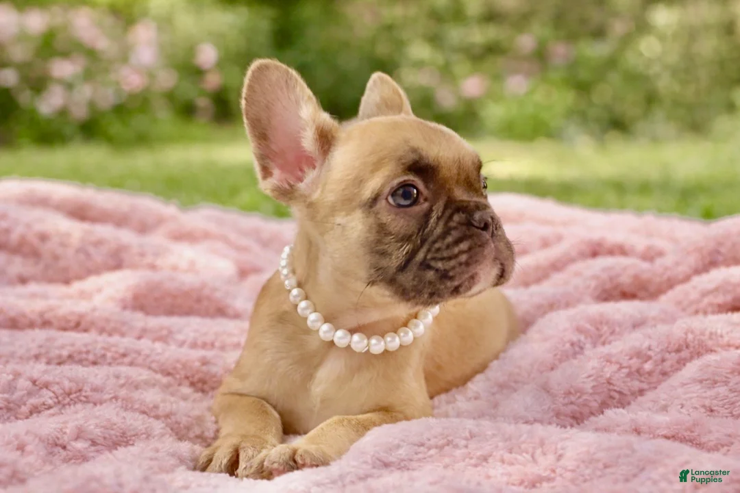French Bulldog dogs for sale: French Bulldog 4 - Ad 1