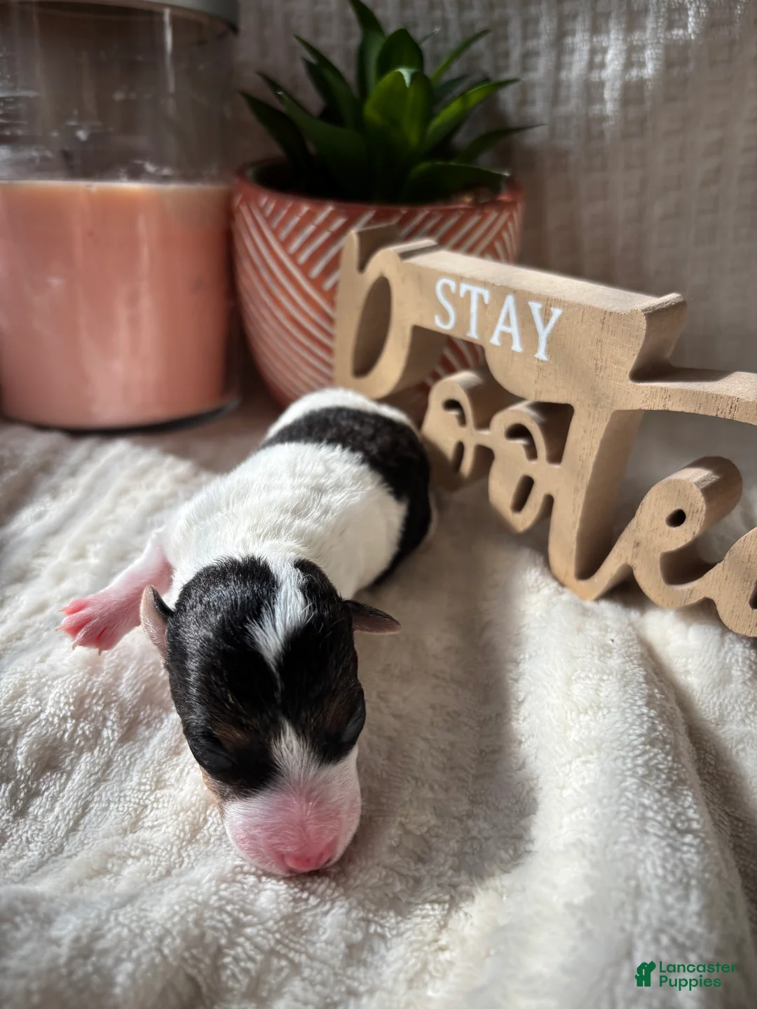 Wire Fox Terrier dogs for sale: Wire Fox Terrier 4 - Ad 2