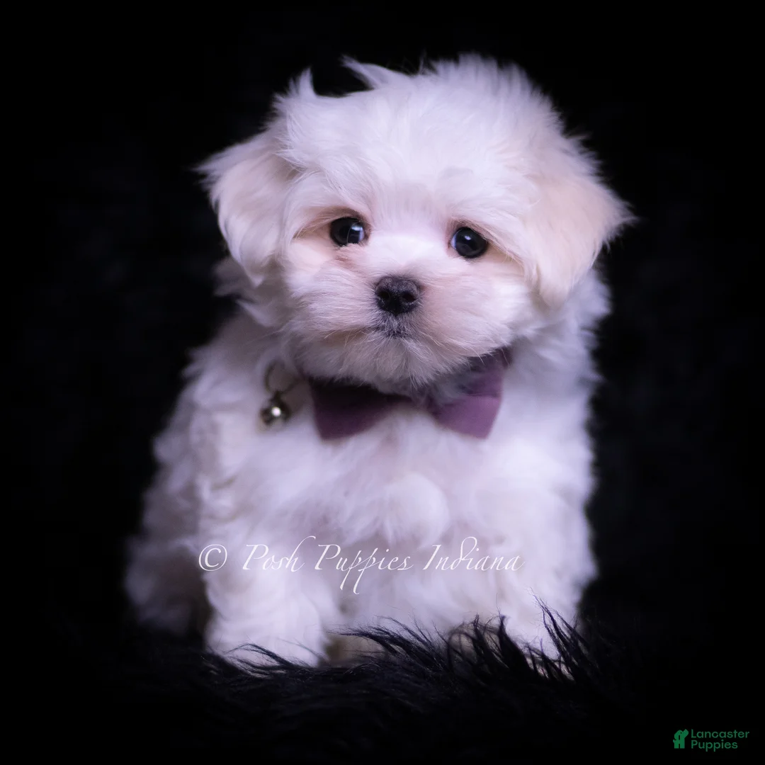 Maltese dogs for sale: Teeny - Ad 1