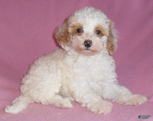 Miniature Poodle dogs Lola - Ad 1
