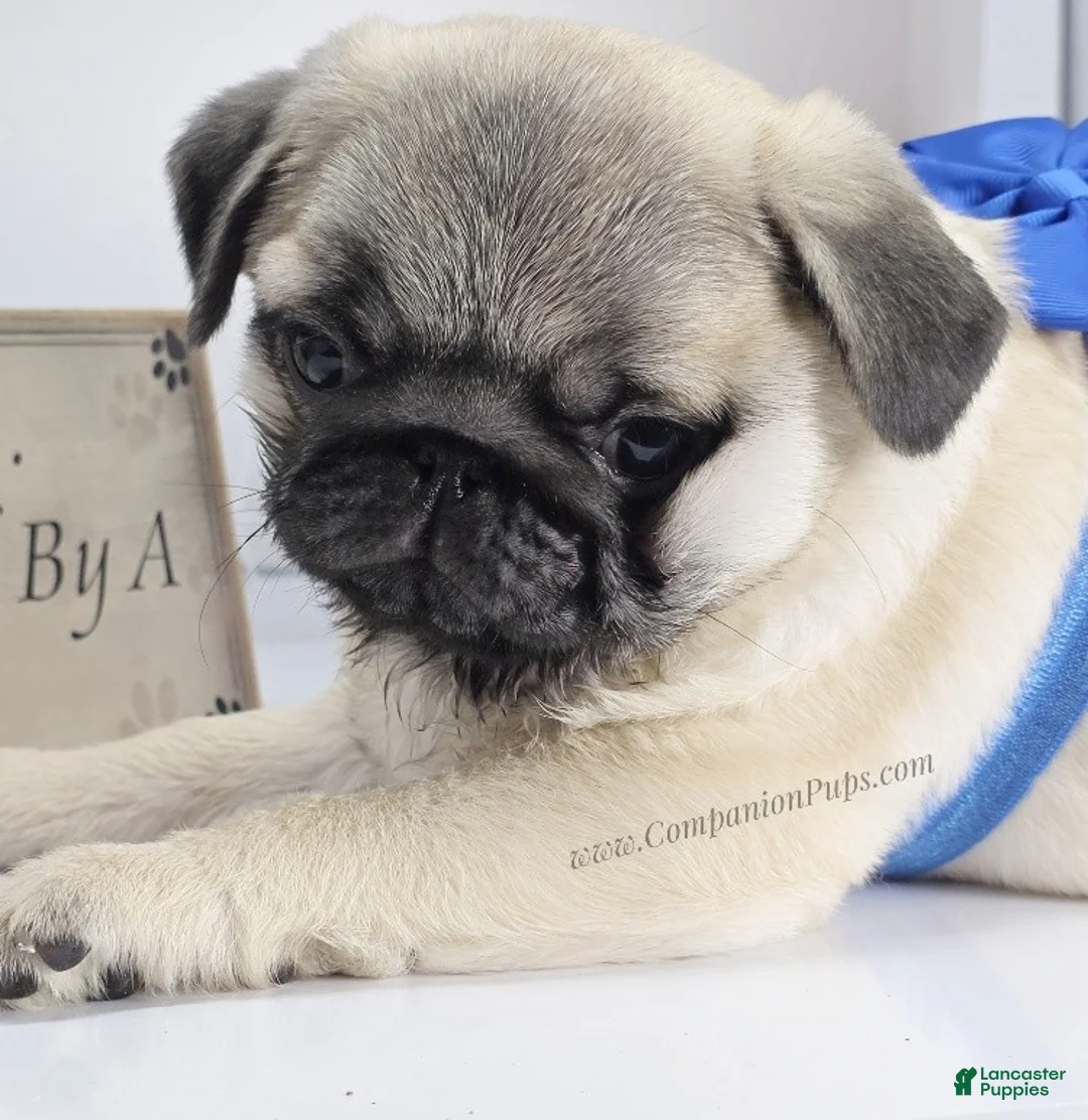 Pug dogs for sale: Rain- Fawn Male Pug Puppy - Ad 1