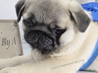 Pug dogs Tiny - Fawn Male Pug Puppy - Ad 15