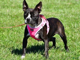 Boston Terrier dogs Hope - Ad 7