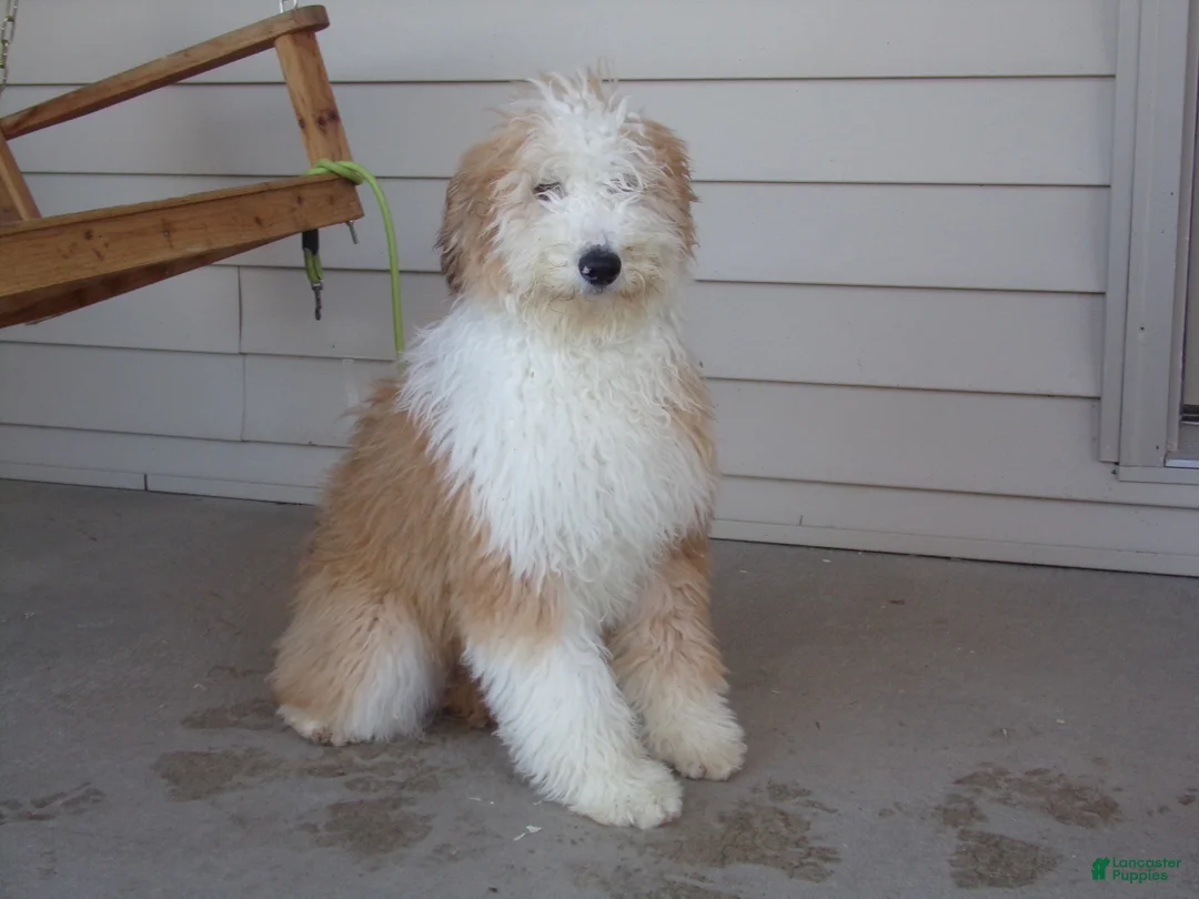 Aussiedoodle dogs for sale: Rhoda - Ad 2