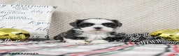 Shih Tzu dogs for sale: Snickers - Ad 2