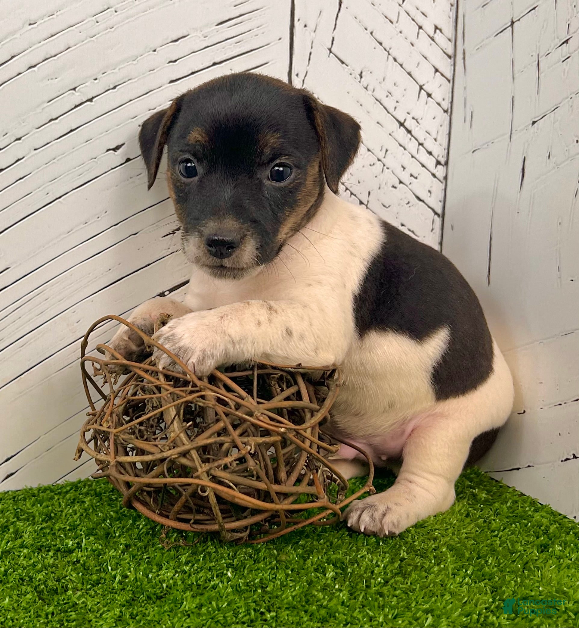 South Africa Jack Russell Terrier Club RUSSELL DAN WORKING