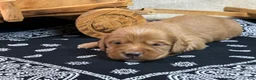 Miniature Dachshund dogs for sale: Dark cream  - Ad 27