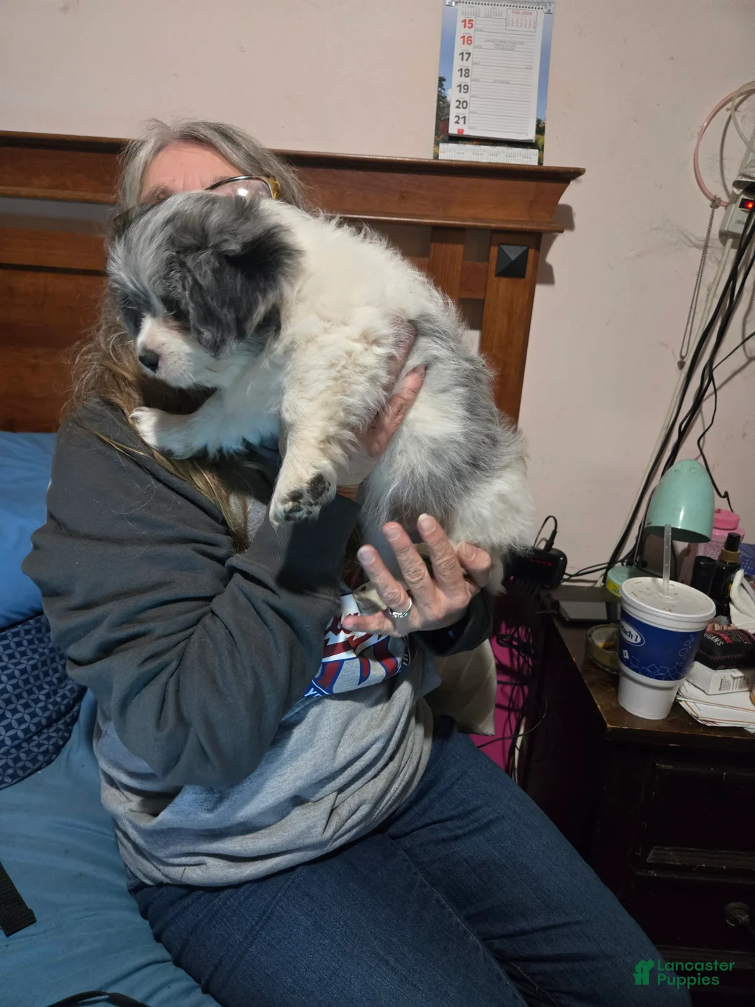 Mixed Breed dogs for sale: Mixed Breed Puppy 1 - Ad 1