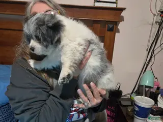 Mixed Breed dogs Mixed Breed Puppy 1 - Ad 24