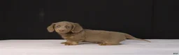 Dachshund dogs for sale: Max - Ad 6