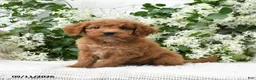 Goldendoodle dogs for sale: Jodi - Ad 5