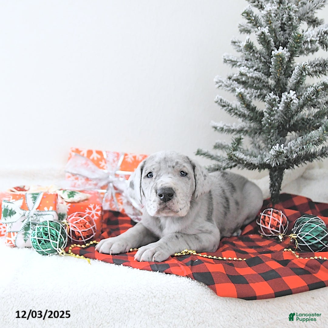 Great Dane dogs for sale: Indigo - Ad 3